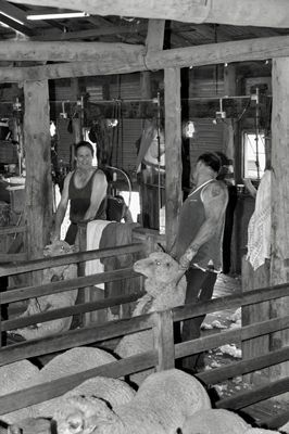 Steam Plains Shearing 022292  © Claire Parks Photography 